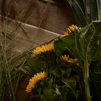 Sonnenblumen