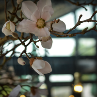 weiße Blumen